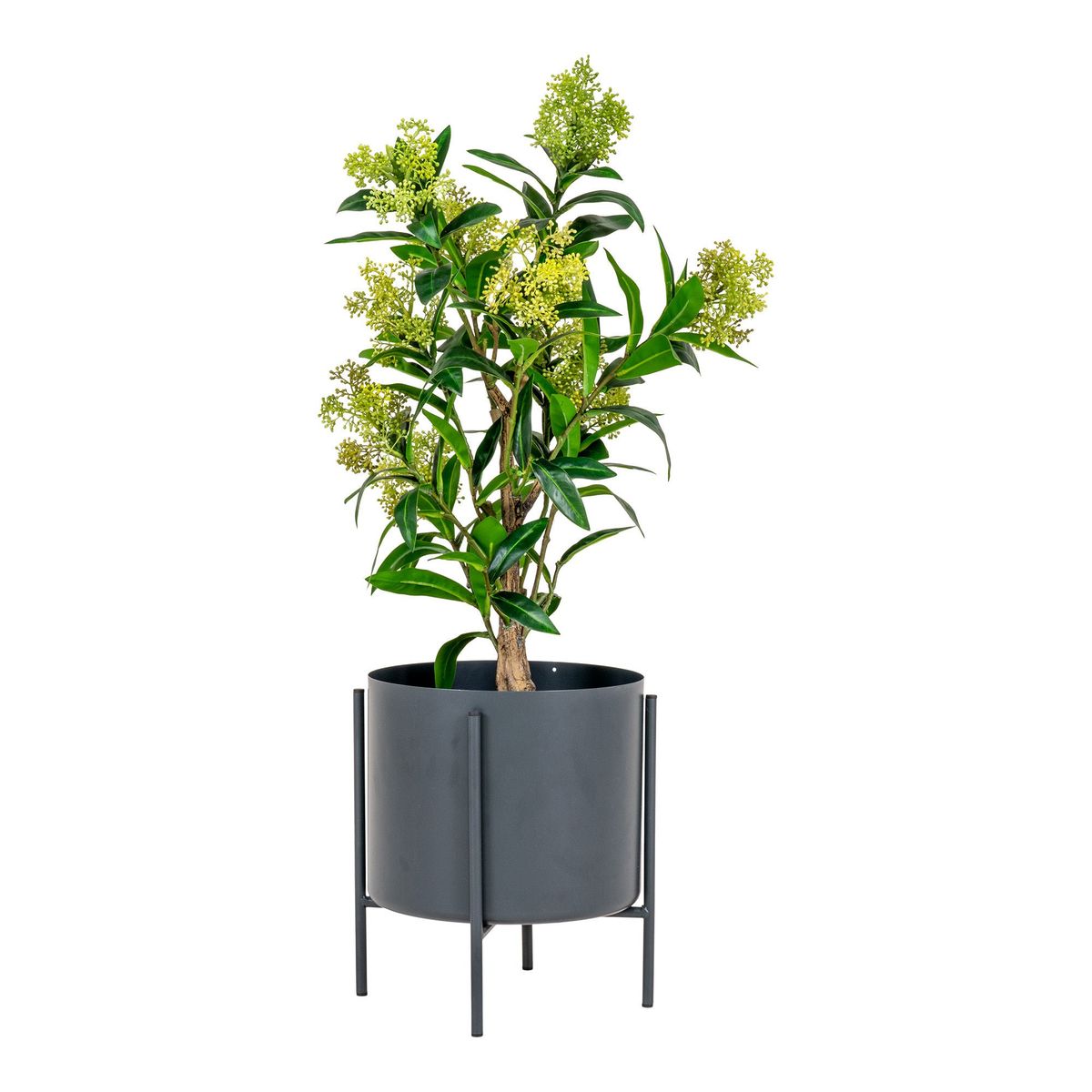 House Nordic - Skimmia Træ H75 cm