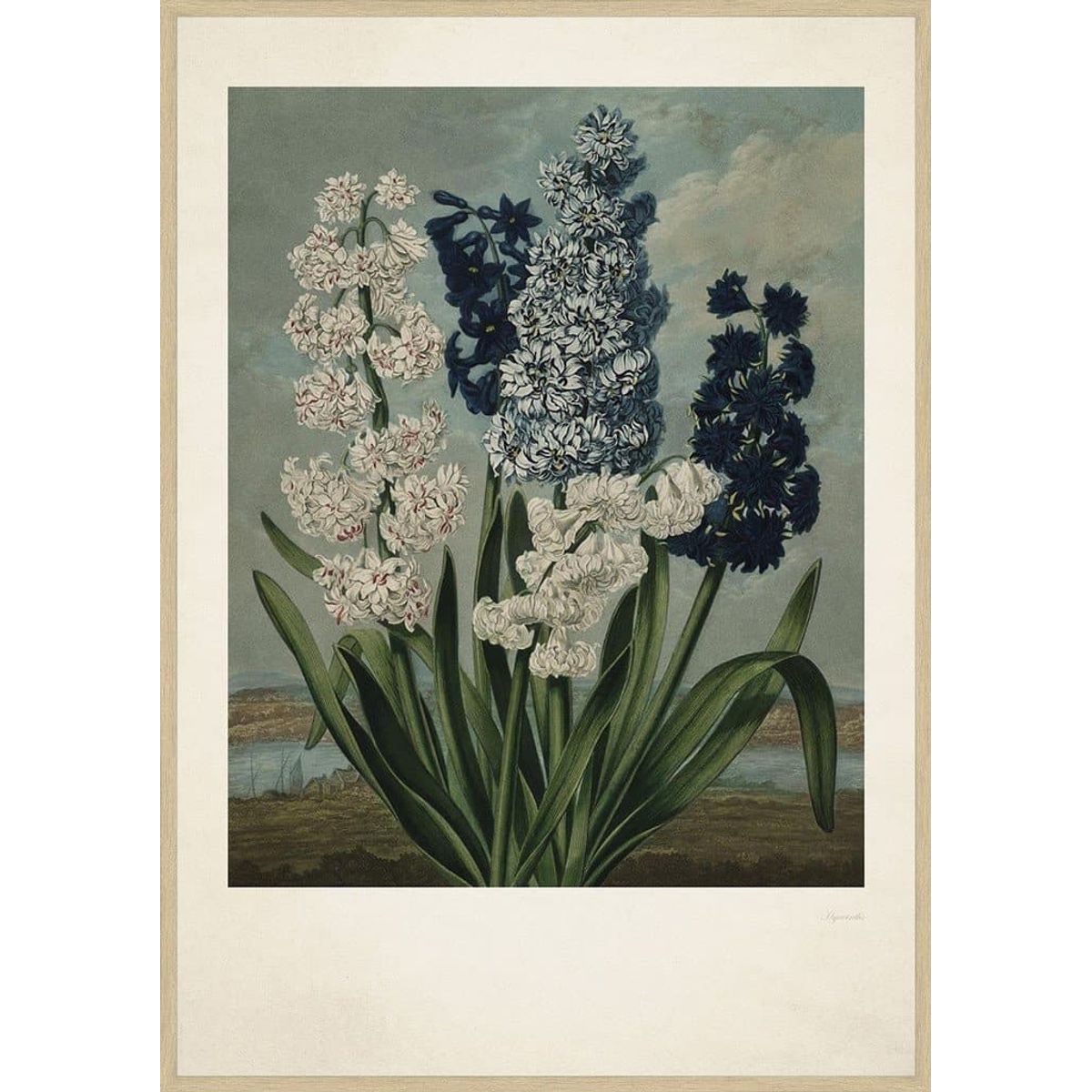 Vintage Hyacinths 50x70