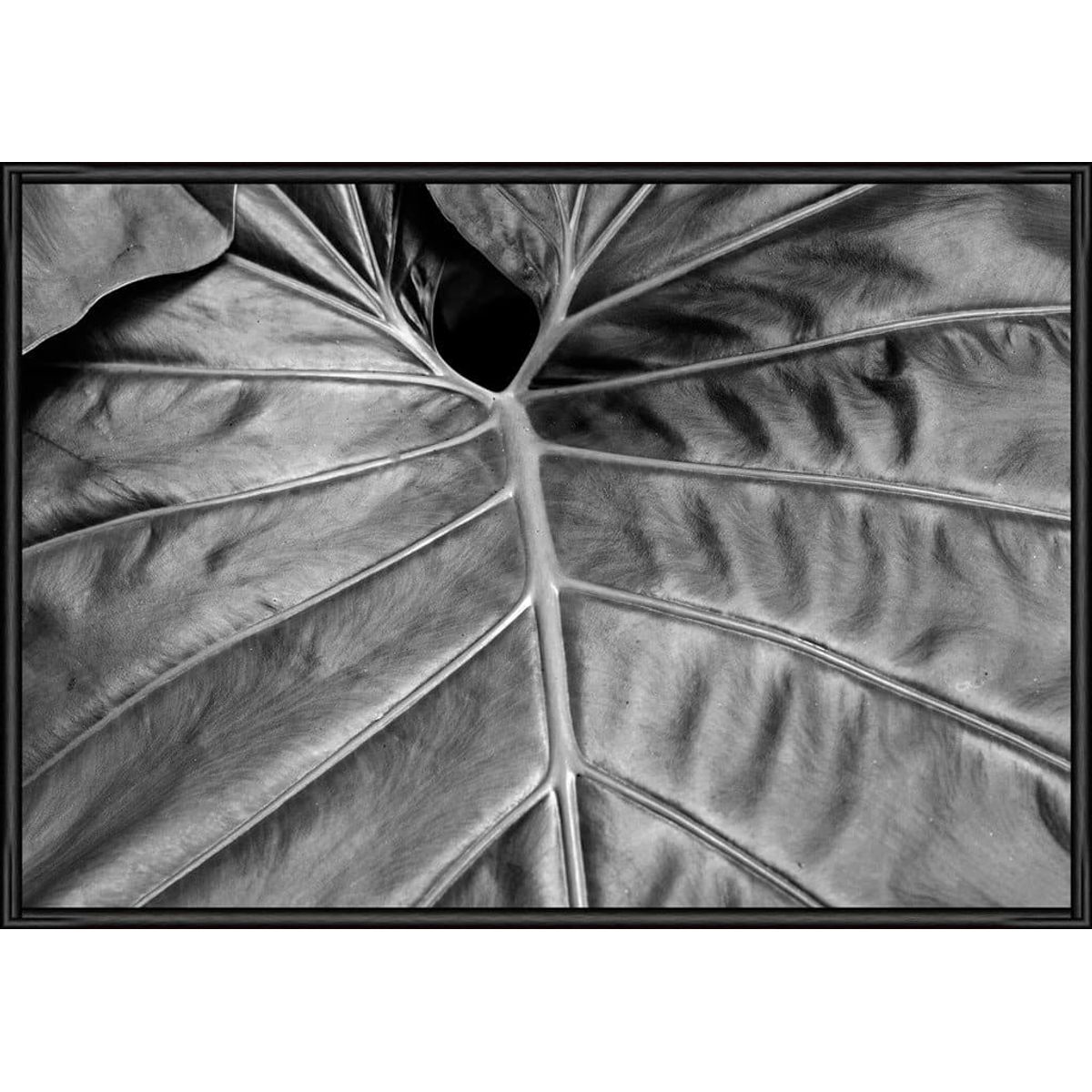 SOIL Big Leaf 02 30x40