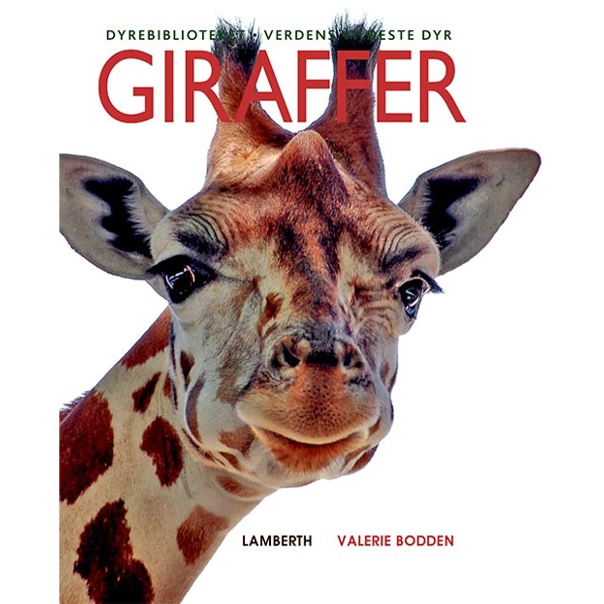 Giraffer