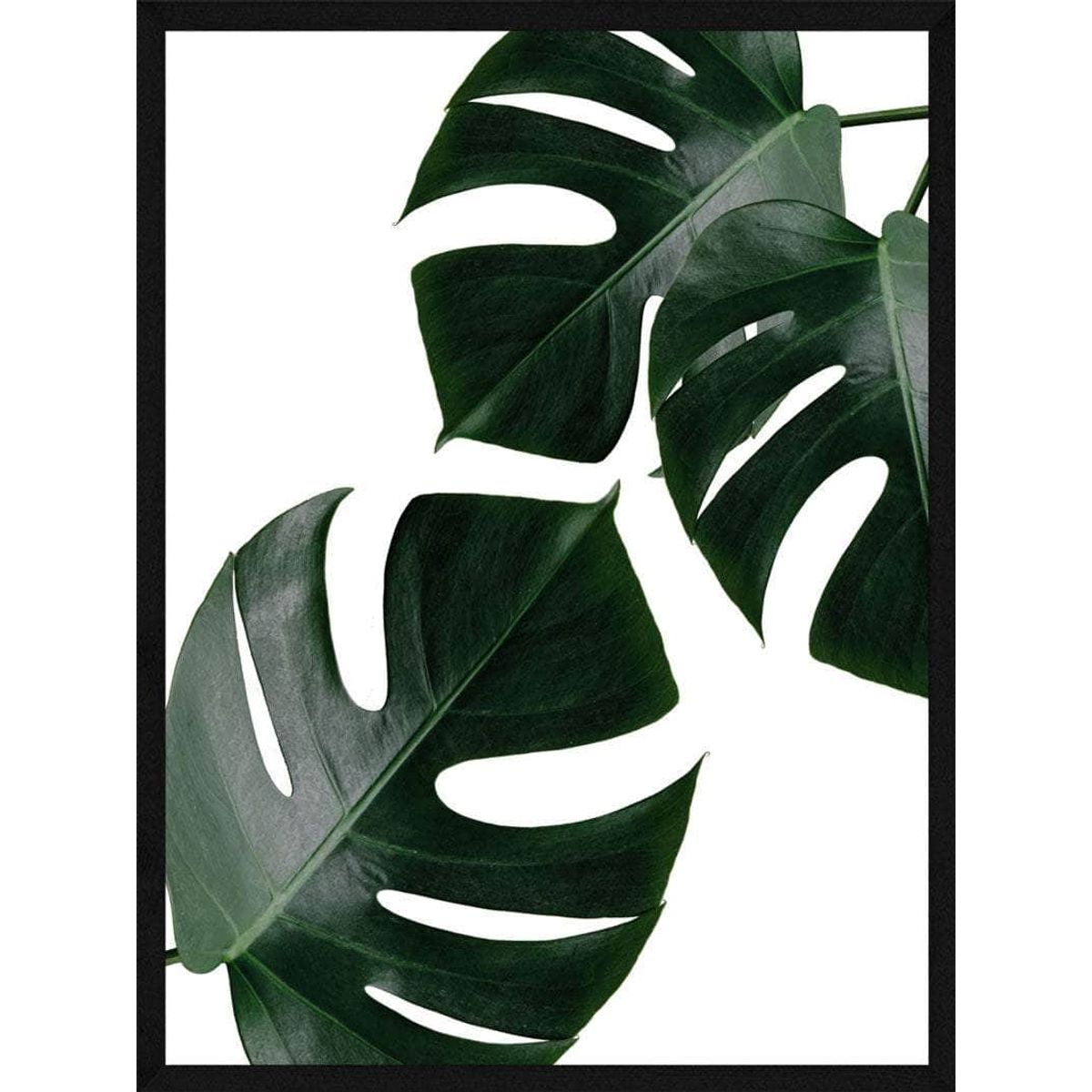 Monstera - Plakat