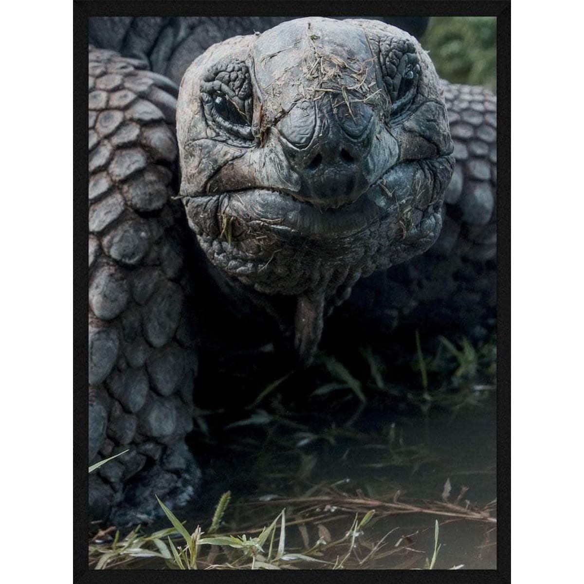 Skildpadde close-up plakat