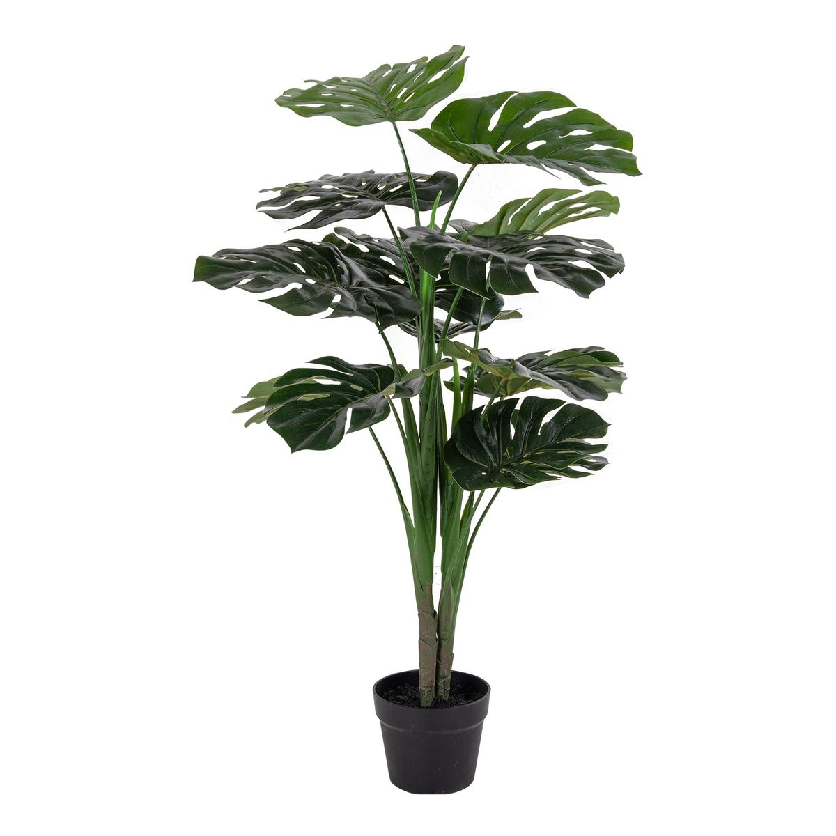 Duermo Monstera