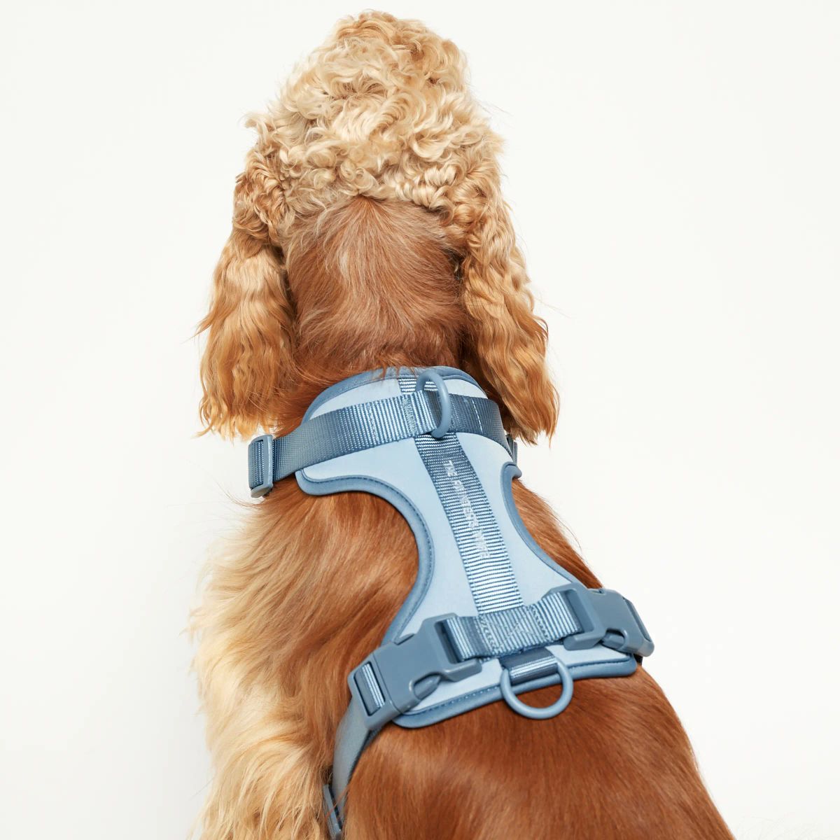 Rose W. Harness // Robust og justerbar hundesele (blå) - L