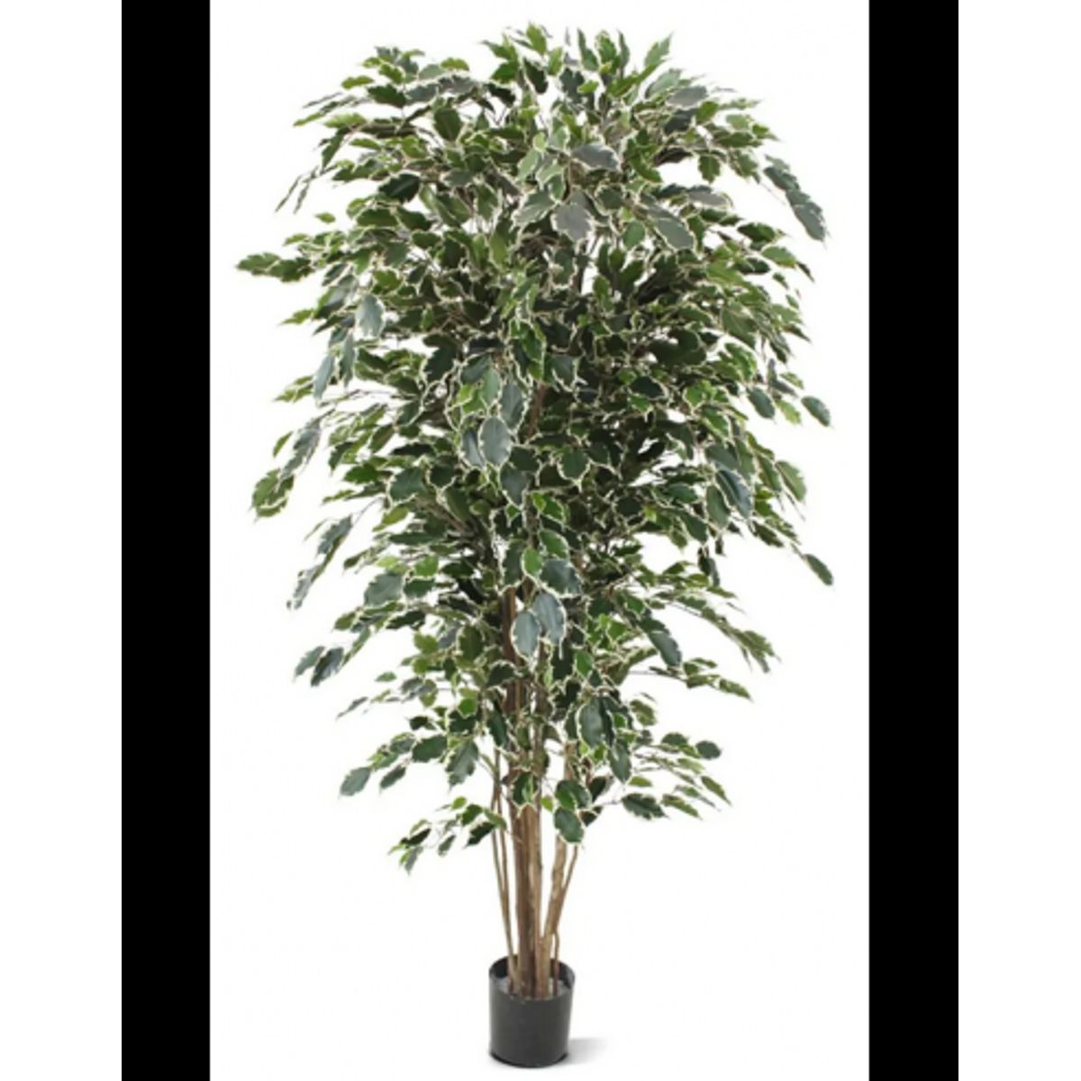 Stor kunstig Ficus plante H180 cm - Grøn