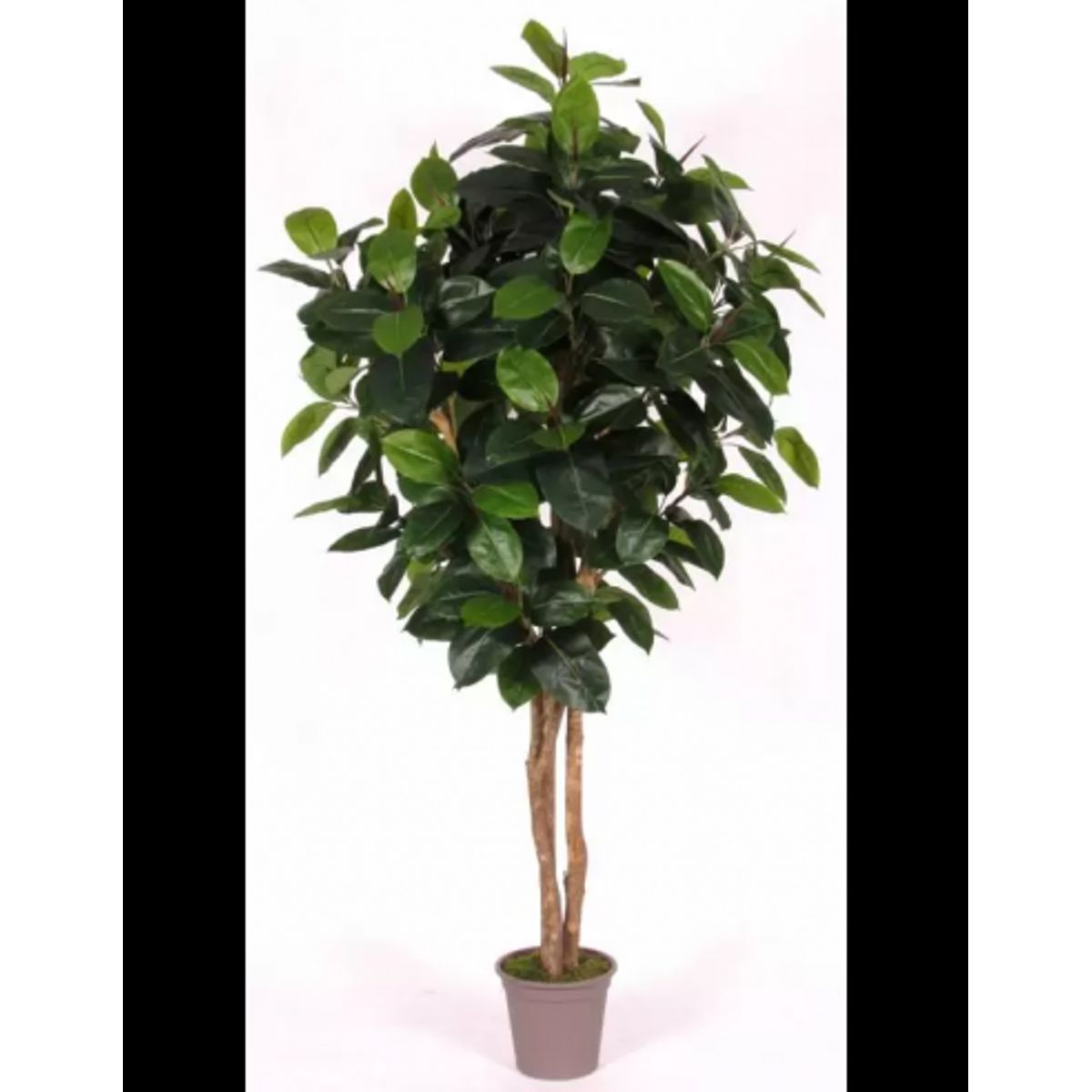 Stort kunstigt Ficus Elastica træ H200 cm