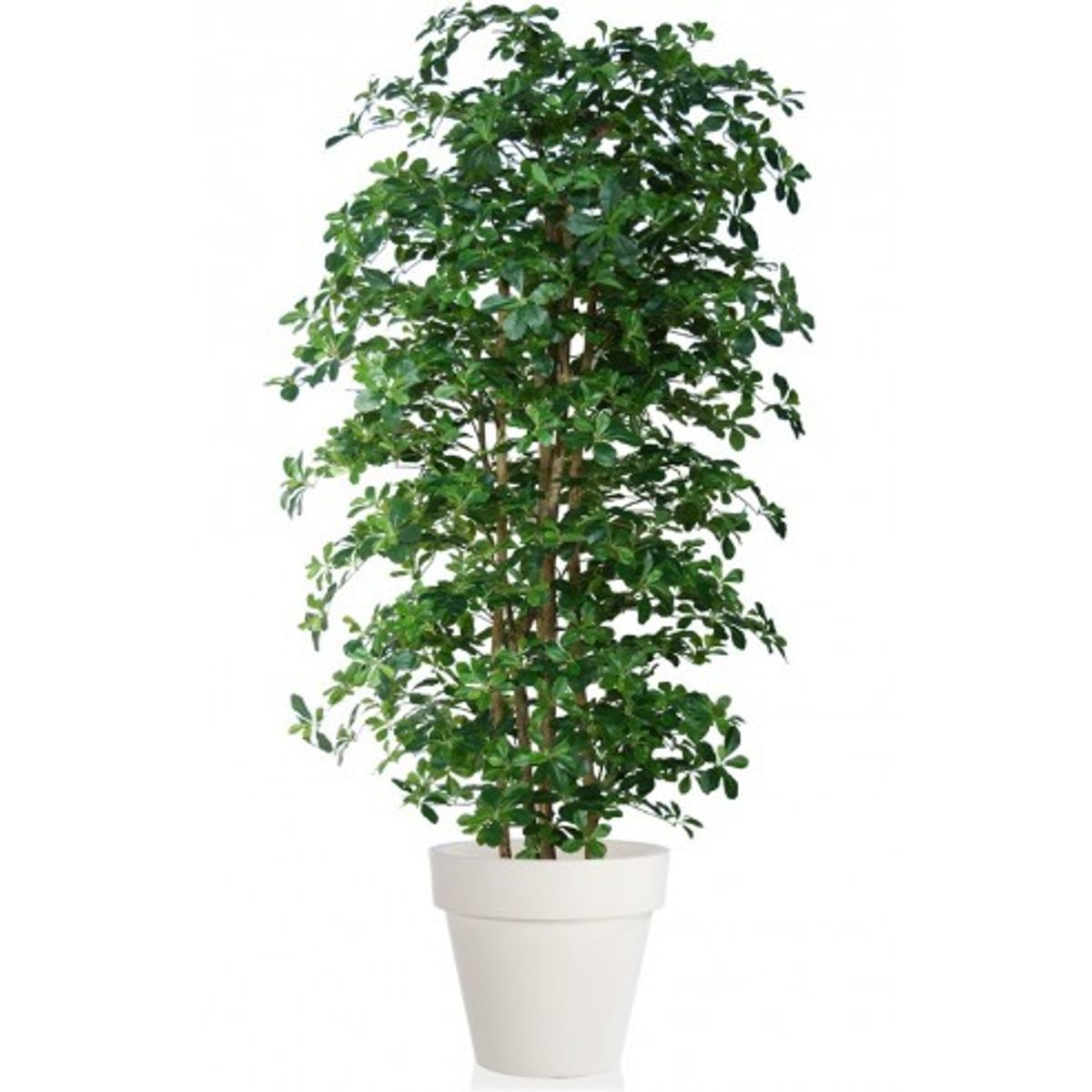 Stort kunstigt Buxifolia træ med potte H220 cm