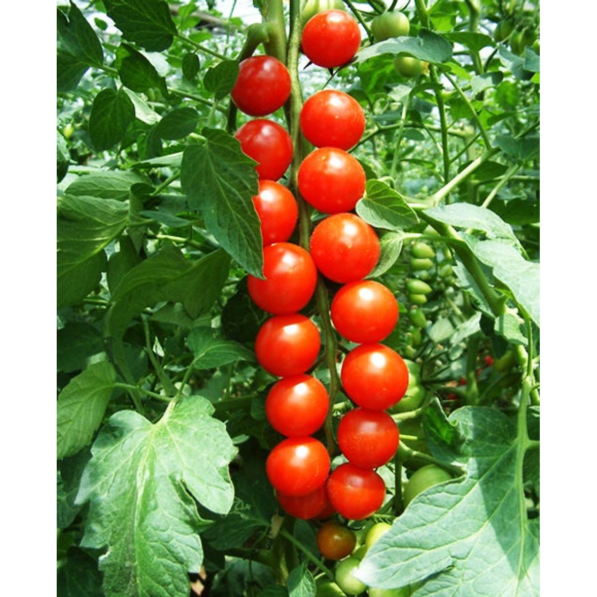 Pomodoro Red Cherry