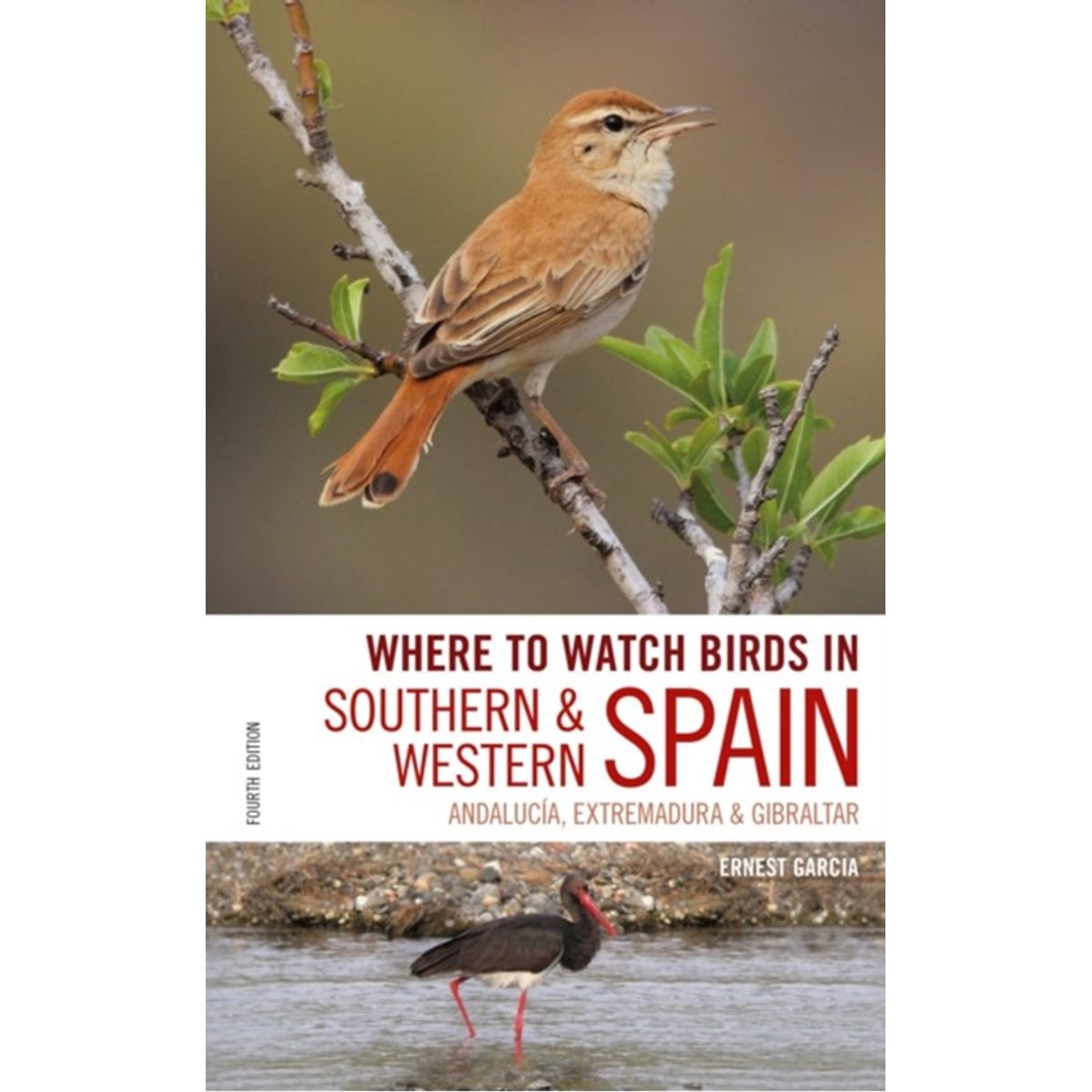 Where to Watch Birds in Southern and Western Spain