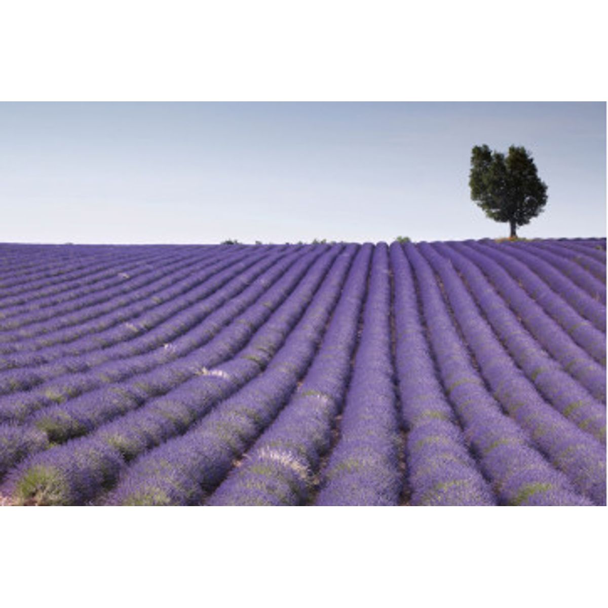 Fototapet - Lavender Field