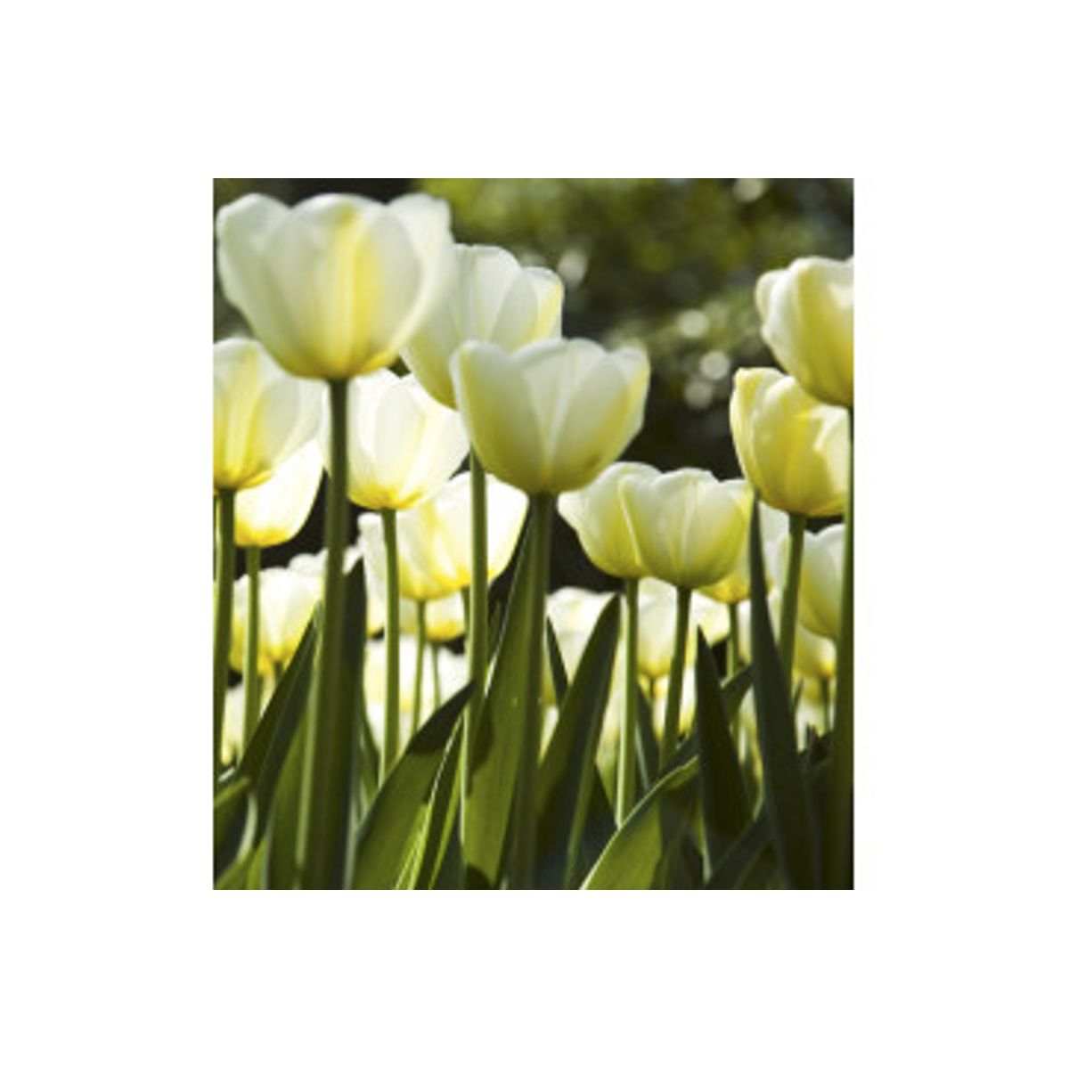 Fototapet - White Tulips